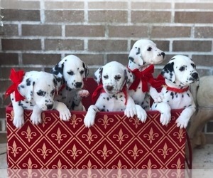Dalmatian Puppy for Sale in WEST PALM BEACH, Florida USA