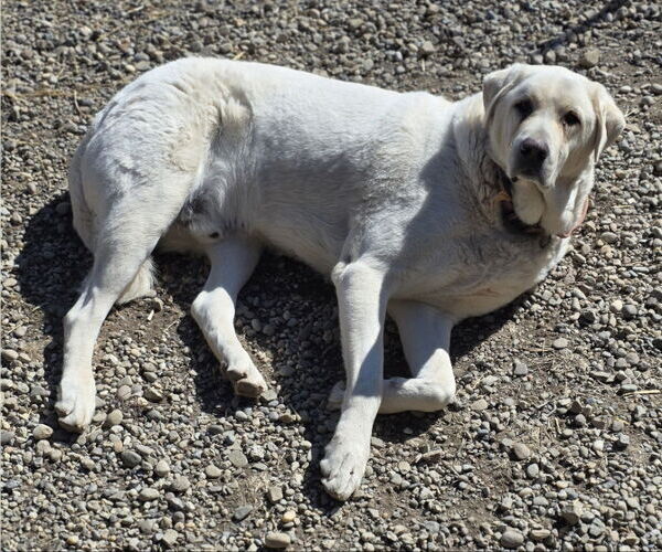 Medium Photo #2 - Mix Puppy For Sale in Woodsfield, OH, USA