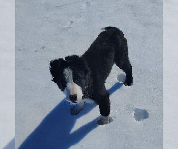 Medium Photo #23 Border Collie Puppy For Sale in NORBORNE, MO, USA