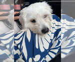 Small #3 Maltese Mix
