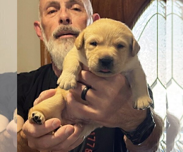Medium Photo #5 Labrador Retriever Puppy For Sale in HIGH POINT, NC, USA