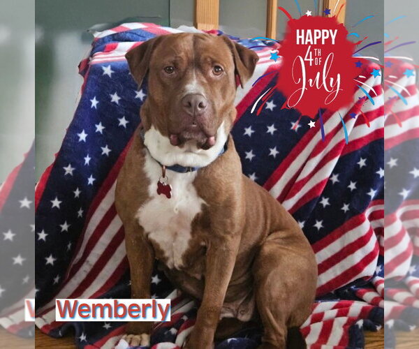Medium Photo #19 Mutt Puppy For Sale in Mount Laurel, NJ, USA