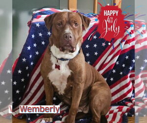 Wemberly - Female Mutt Dog for Adoption - Photo #19