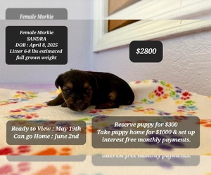 Morkie Puppy for sale in TUCSON, AZ, USA