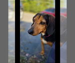 Small #21 Black and Tan Coonhound
