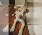 Small Chihuahua-Siberian Husky Mix