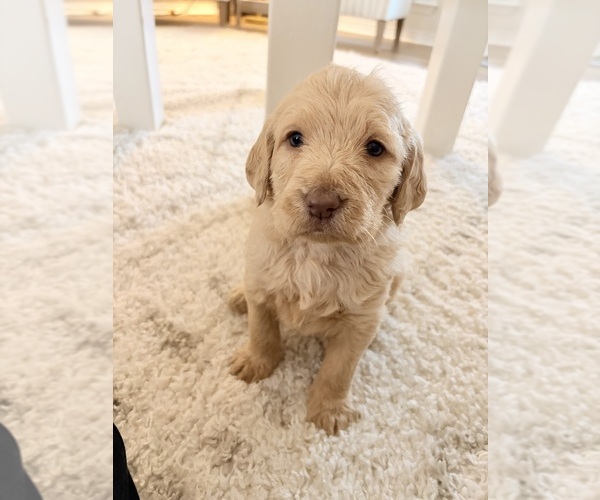 Medium Photo #5 Labradoodle Puppy For Sale in MONROE, LA, USA