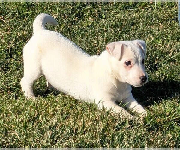 Medium Photo #2 Jack Russell Terrier Puppy For Sale in APPLE GROVE, WV, USA