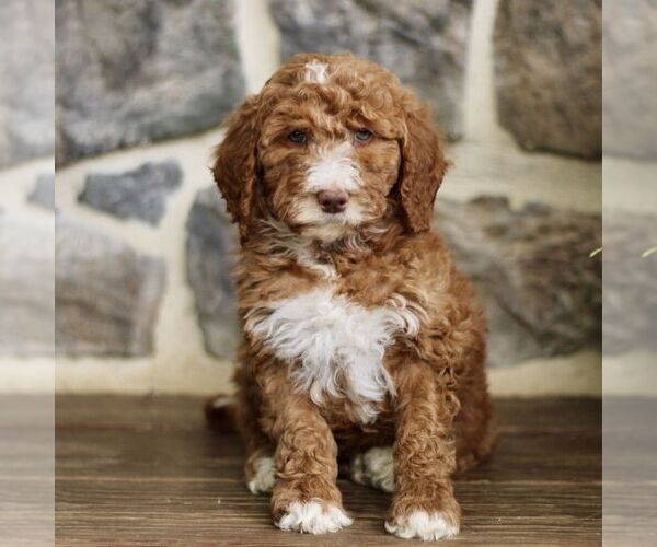 Medium Photo #1 Goldendoodle Puppy For Sale in RONKS, PA, USA