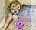 Small Photo #1 Bernedoodle Puppy For Sale in LEES SUMMIT, MO, USA