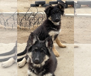 German Shepherd Dog Puppy for sale in CALHAN, CO, USA