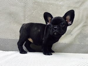 French Bulldog Puppy for sale in CHARLESTON, SC, USA