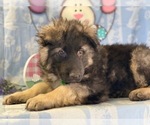 Small Photo #4 German Shepherd Dog Puppy For Sale in LANCASTER, PA, USA