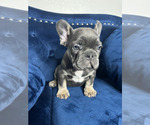 Small #8 French Bulldog