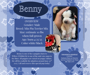 Miniature Pinscher Dogs for adoption in Rancho Cordova, CA, USA