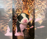 Puppy Puppy 4 American Bully