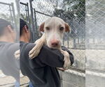 Small #1 Mutt