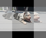 Small Photo #4 Olde English Bulldogge Puppy For Sale in NEW LISBON, NJ, USA