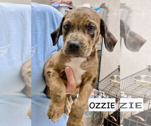 Catahoula Leopard Dog-Labrador Retriever Mix Dogs for adoption in GILBERTS, IL, USA
