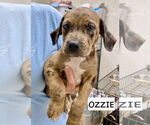 Small Catahoula Leopard Dog-Labrador Retriever Mix