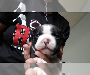 Boston Terrier Puppy for sale in WESTMINSTER, CO, USA