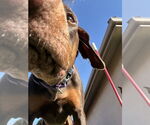 Small #11 Doberman Pinscher