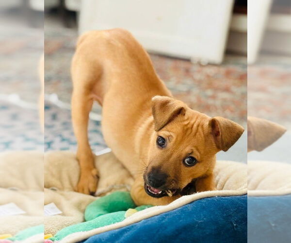 Medium Photo #2 Chihuahua Puppy For Sale in Marina Del Rey, CA, USA