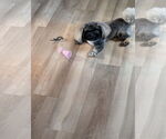 Small #1 Pekingese