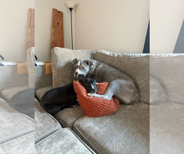 Medium Photo #5 American Pit Bull Terrier Puppy For Sale in Alexandria, VA, USA