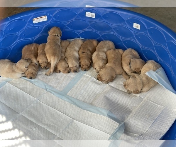 Medium Photo #3 Golden Retriever Puppy For Sale in GRANITE BAY, CA, USA
