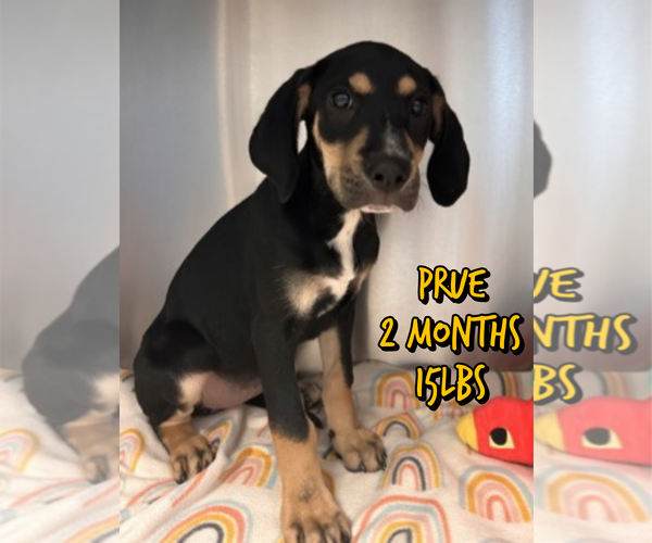 Medium Photo #1 Mutt Puppy For Sale in Woodbury, NY, USA