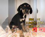 Small Mutt