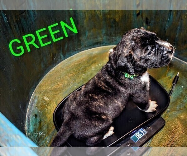 Medium Photo #37 Presa Canario Puppy For Sale in PHILADELPHIA, PA, USA