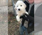 Small Photo #8 Great Pyrenees Puppy For Sale in MOUNT VERNON, IL, USA