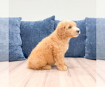 Small Photo #20 Goldendoodle (Miniature) Puppy For Sale in MILLERSBURG, OH, USA