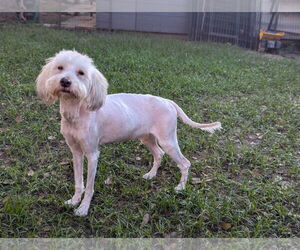Poodle (Miniature)-Unknown Mix Dogs for adoption in Spring, TX, USA