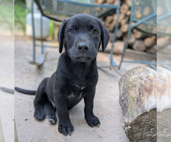 Medium Photo #4 Golden Retriever-Unknown Mix Puppy For Sale in Vail, AZ, USA