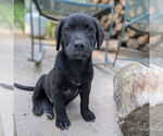 Small #3 Golden Retriever Mix