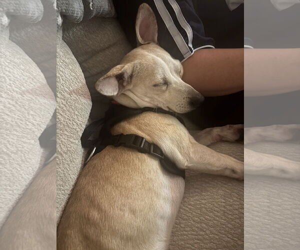 Medium Photo #4 Chihuahua-Unknown Mix Puppy For Sale in Aurora, CO, USA