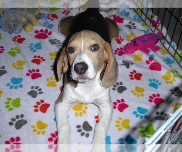 Medium Photo #8 Beagle Puppy For Sale in ORO VALLEY, AZ, USA