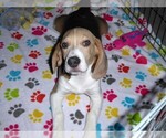 Small #7 Beagle