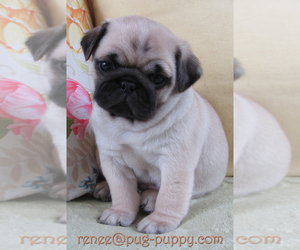 Pug Puppy for sale in SAUGUS, MA, USA