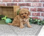Small Goldendoodle mix (+ Poodle Standard)