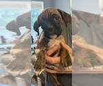 Puppy Mia Pink Boxer