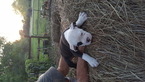 Puppy 5 Olde English Bulldogge