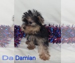 Small #1 Yorkshire Terrier