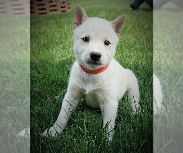 Medium Photo #3 Shiba Inu Puppy For Sale in LUBLIN, WI, USA