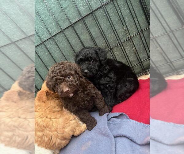 Medium Photo #4 Poodle (Toy) Puppy For Sale in TUCSON, AZ, USA