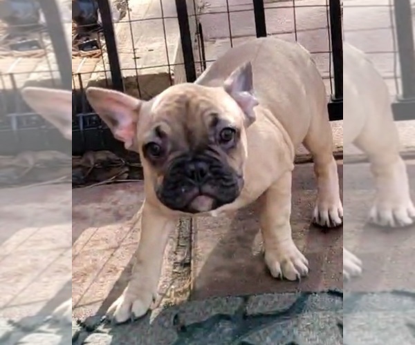Medium Photo #13 French Bulldog Puppy For Sale in HUDDLESTON, VA, USA