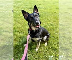 Small #3 German Shepherd Dog Mix